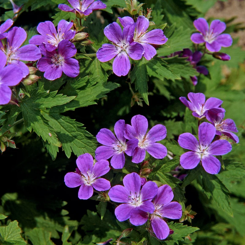 Wald-Storchschnabel ‘Mayflower’