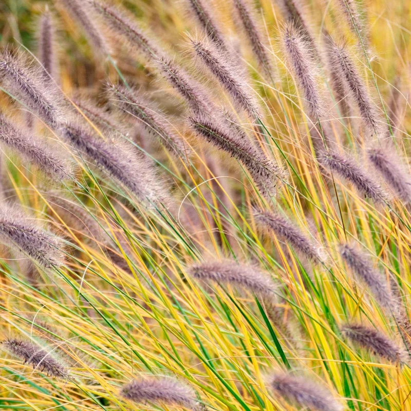 Lampenputzergras ‘Viridescens’