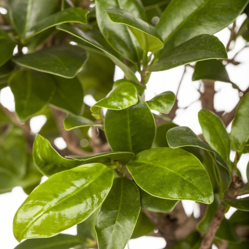 Chinesische Feige 'Ginseng'