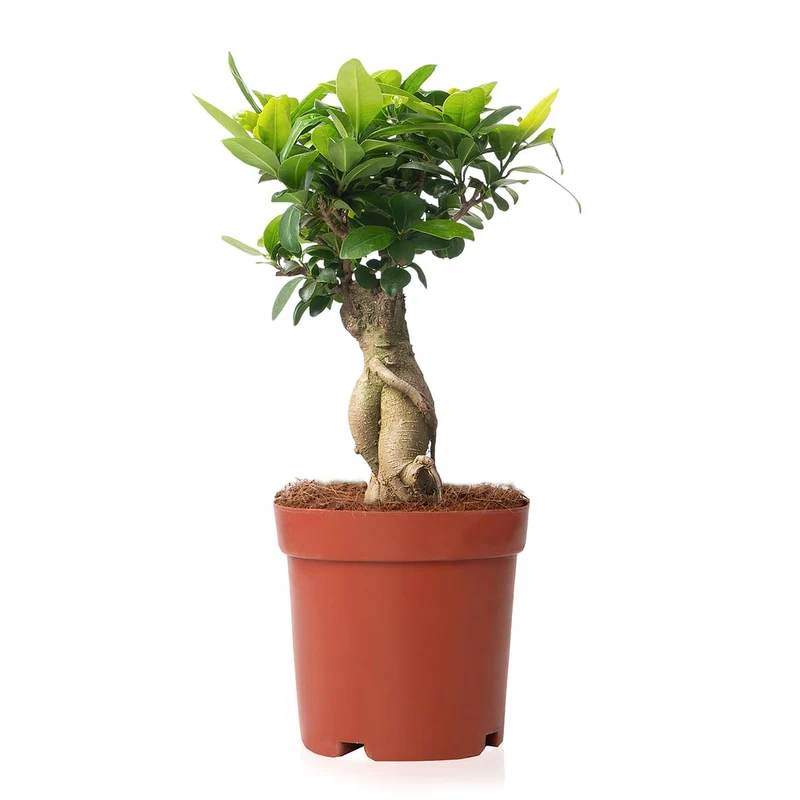 Chinesische Feige 'Ginseng'