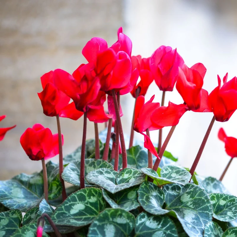 Alpenveilchen 'Winfall Outdoor'