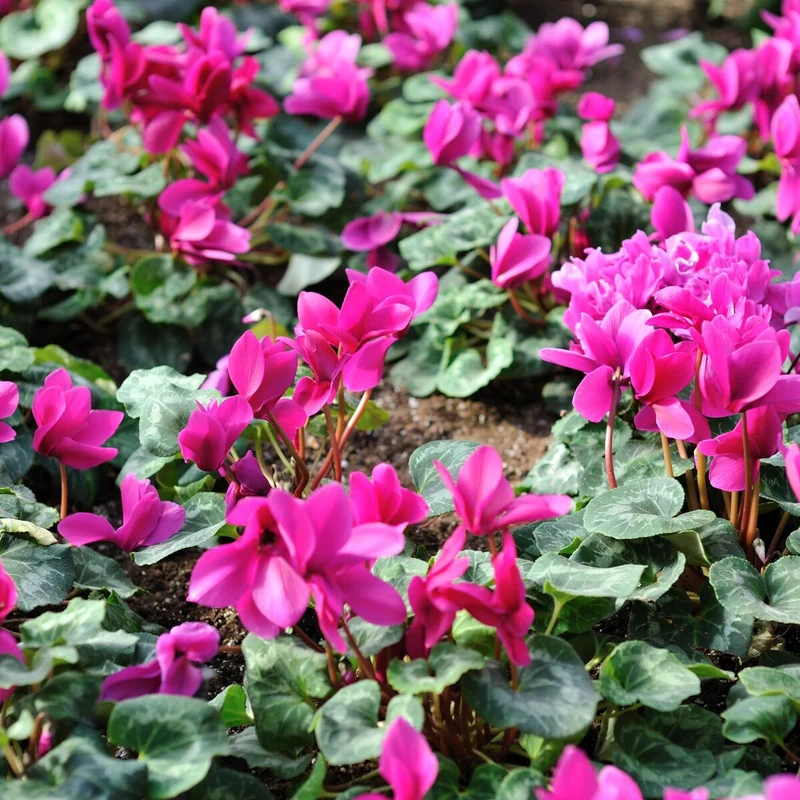 Alpenveilchen 'Winfall Outdoor'