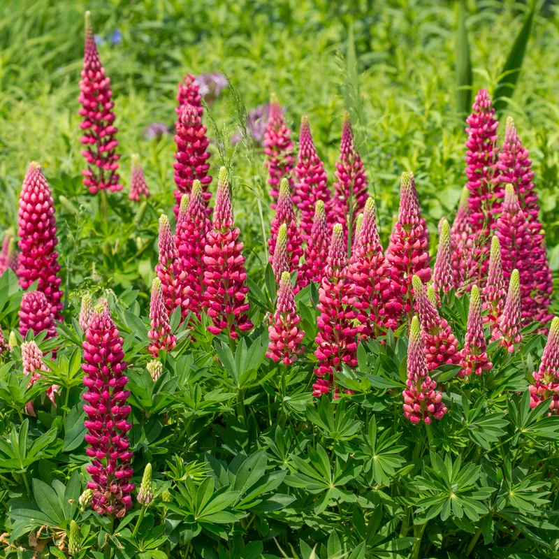 Lupine ‘Gallery Red’