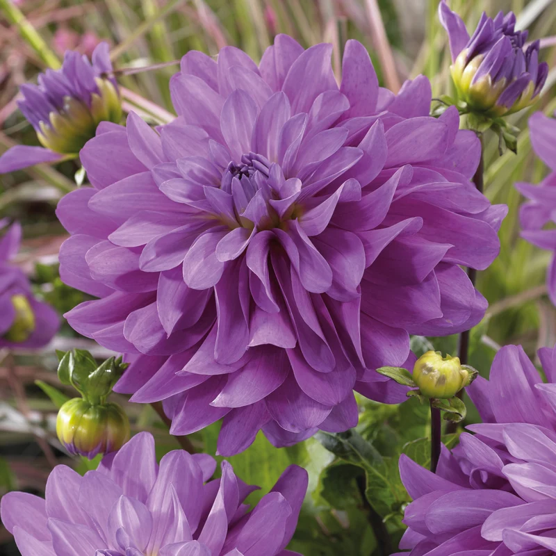 Dahlien Bluetiful (x3)