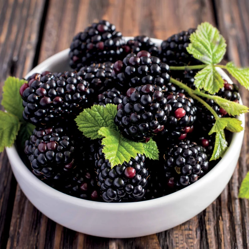 Dornenlose Brombeere "Thornless Evergreen"