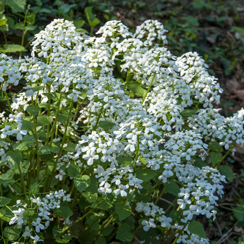 Einjähriges Silberblatt 'Albiflora'
