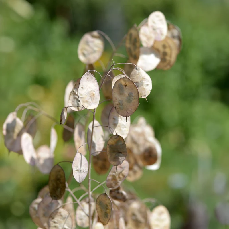 Einjähriges Silberblatt 'Albiflora'