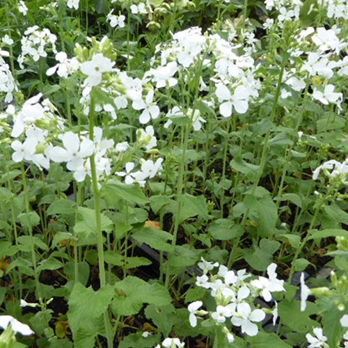 Einjähriges Silberblatt 'Albiflora'