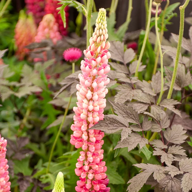 Lupine 'Gallery Pink'