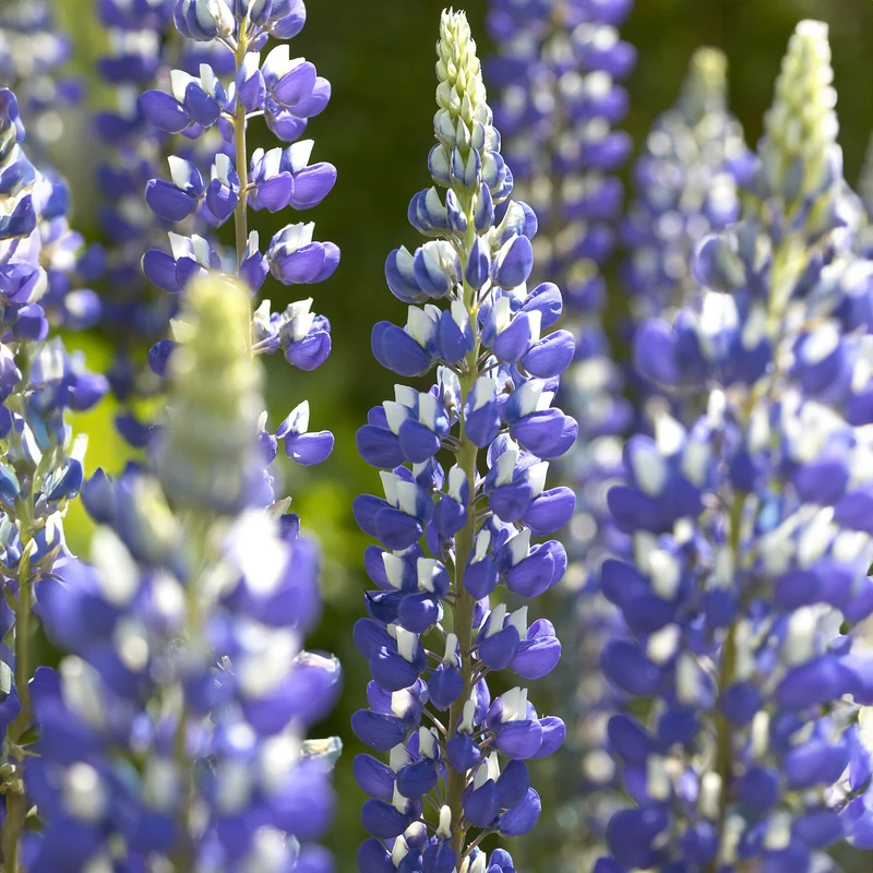 Lupine ‘The Governor’