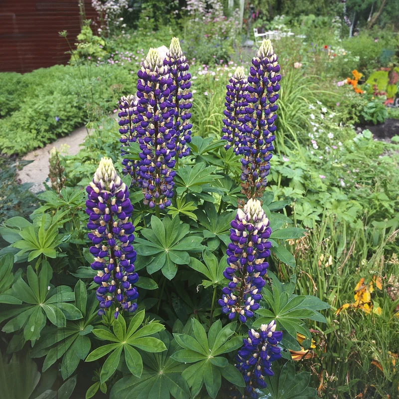 Lupine ‘The Governor’