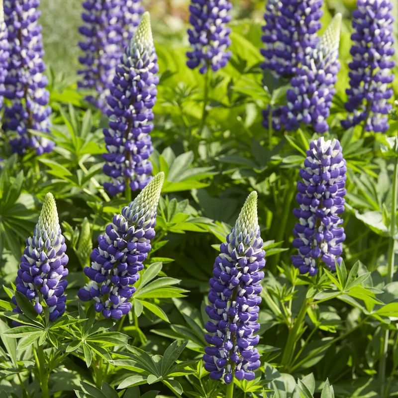 Lupine ‘The Governor’