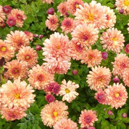 Herbst-Chrysantheme, 'Herbstbrokat'