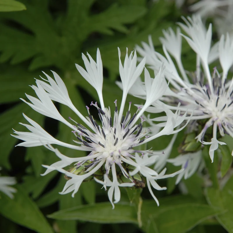 Weiße Bergflockenblume