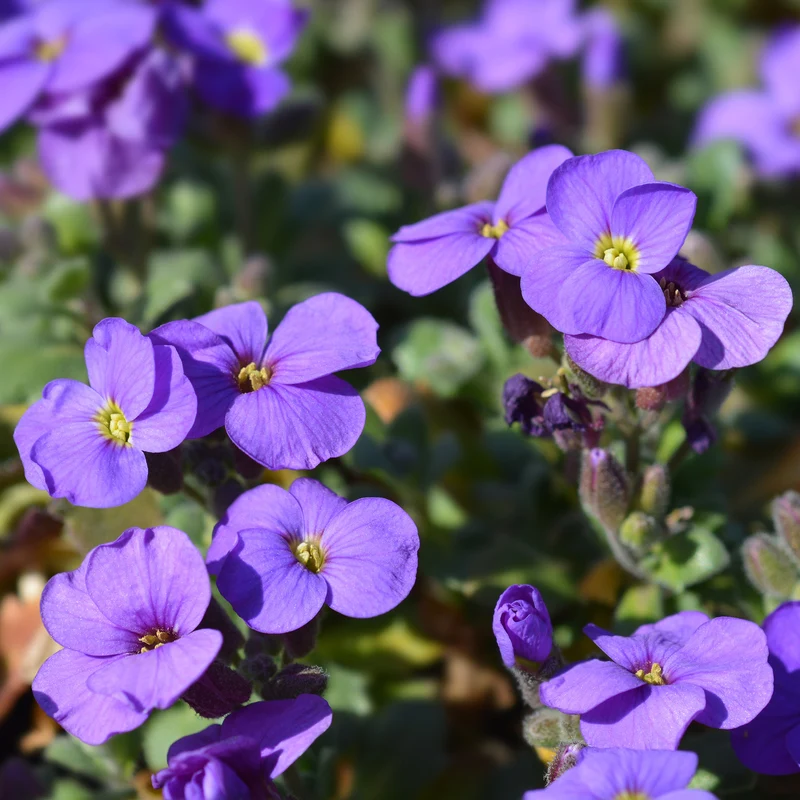 Blaukissen ‘Cascade Purple’