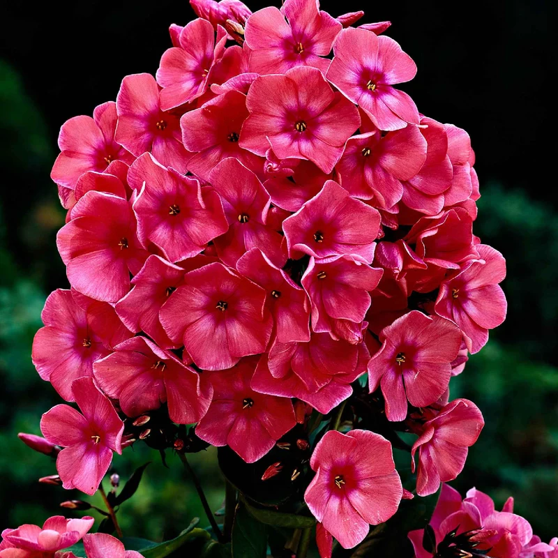 Flammenblume 'Windsor' (x3)