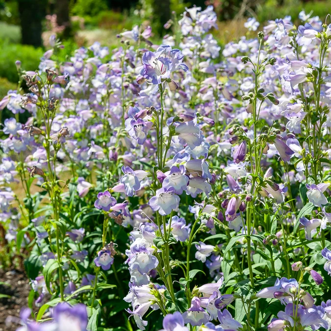 Bartfaden 'Alice Hindley'