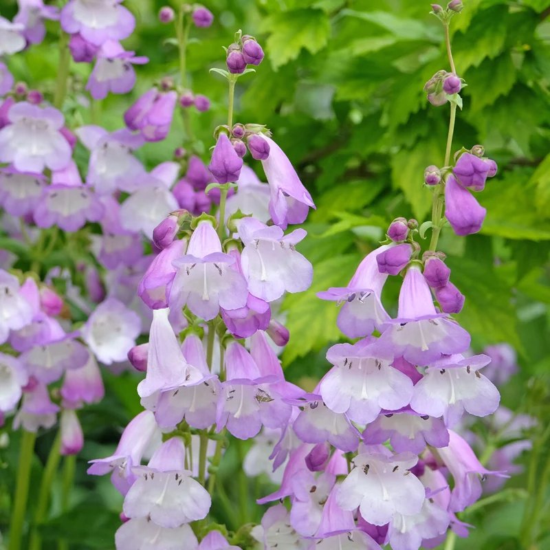 Bartfaden 'Alice Hindley'