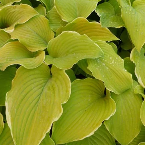 Hosta Lakeside Cha Cha Funkia