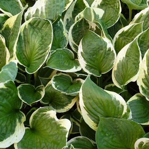 Hosta Independence Funkia