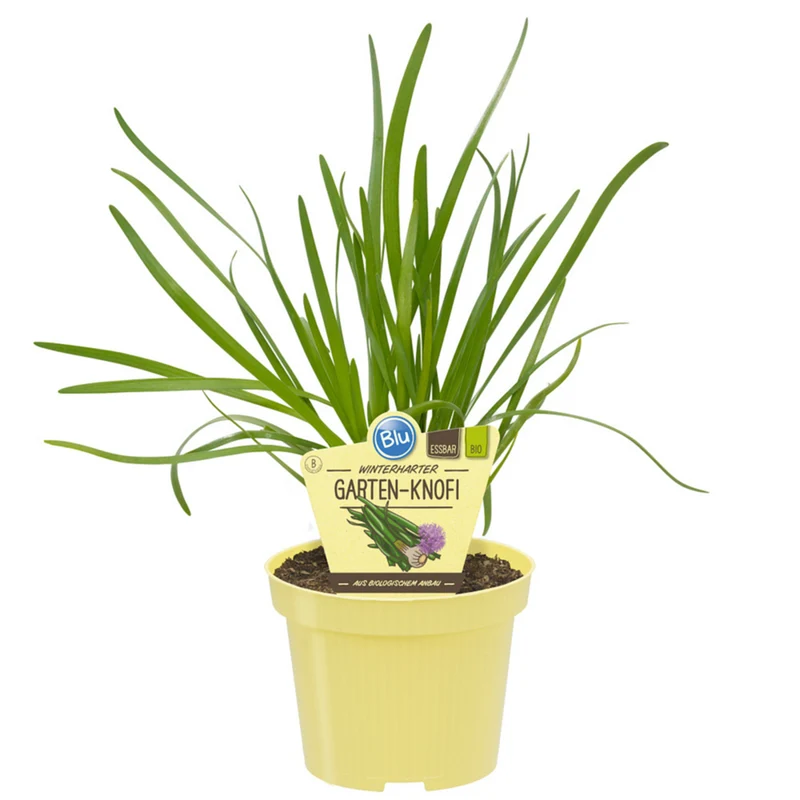 Bio Lauch 'Gartenknofi'