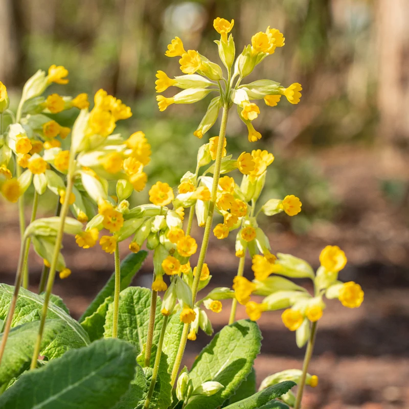 Echte Schlüsselblume 'Pure Yellow'