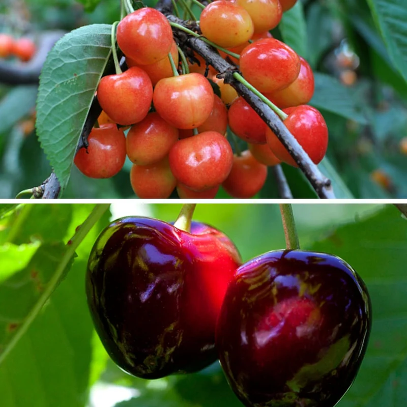 Bio-Obst Süßkirschen im Set