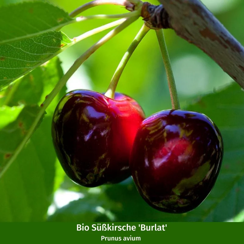 Bio-Obst Süßkirschen im Set
