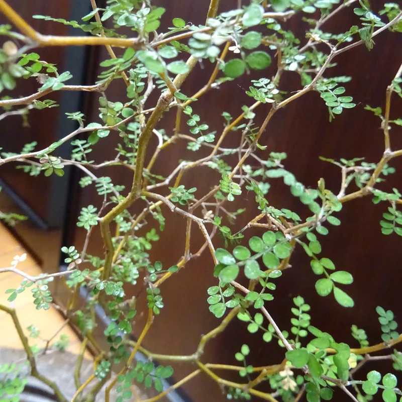 Zwerg-Sophora ‘Little Baby’