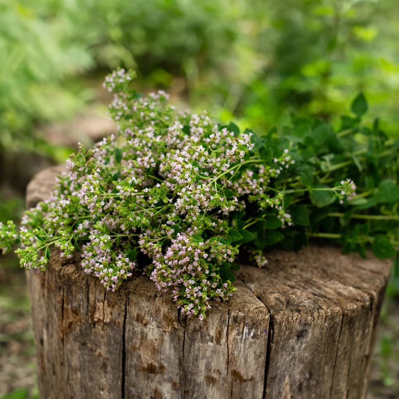 Oregano Bio