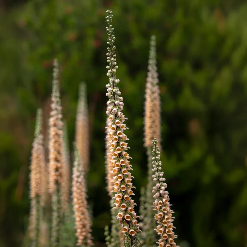 Rostfarbener Fingerhut ‘Gigantea’
