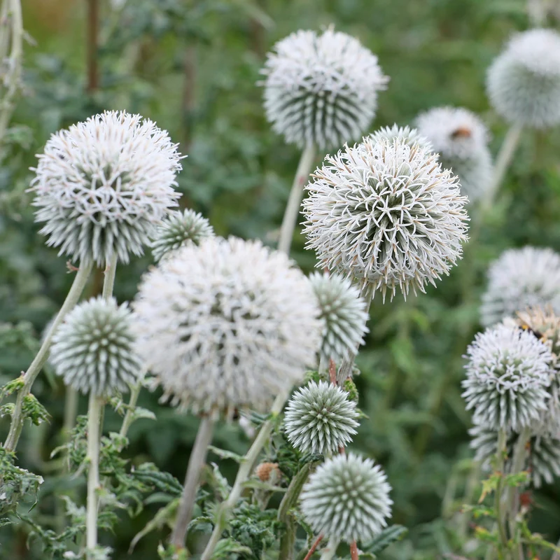 Kugeldistel Star Frost