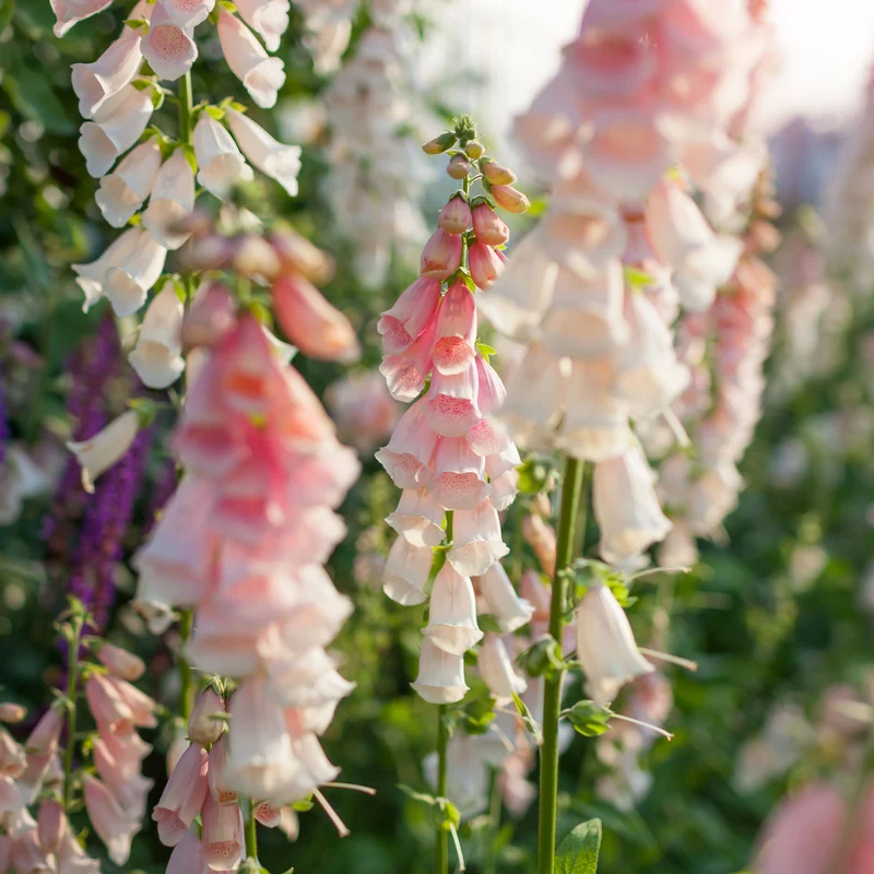 Fingerhut 'Suttons Apricot'