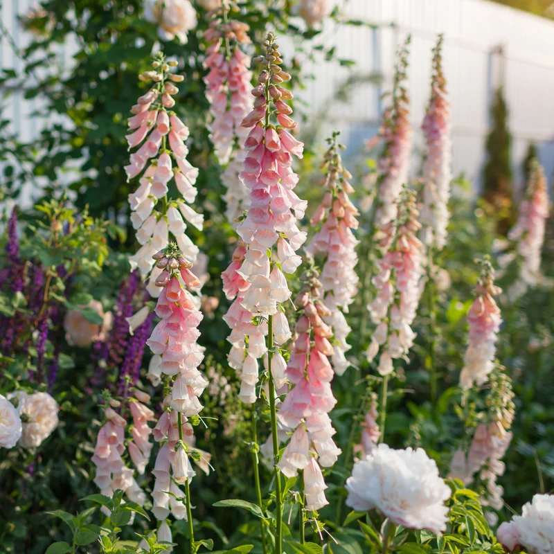 Fingerhut 'Suttons Apricot'