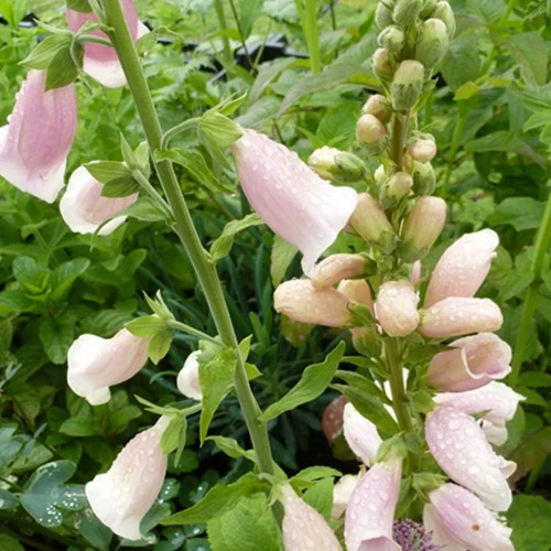 Fingerhut 'Suttons Apricot'