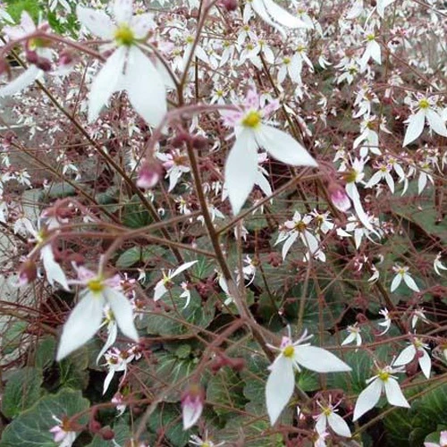 Ausläuferbildender Steinbrech Cuscutiformis