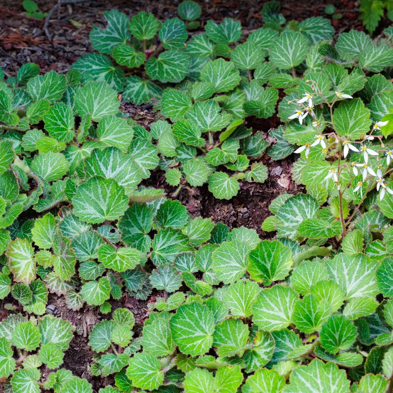 Ausläuferbildender Steinbrech Cuscutiformis