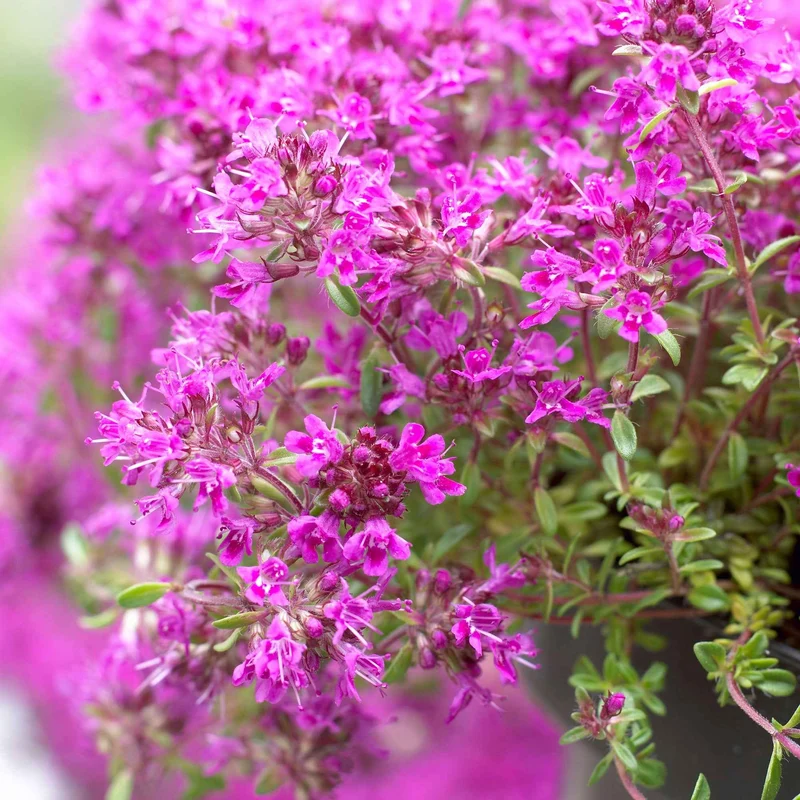 Thymian 'Purple Beauty' (x3)
