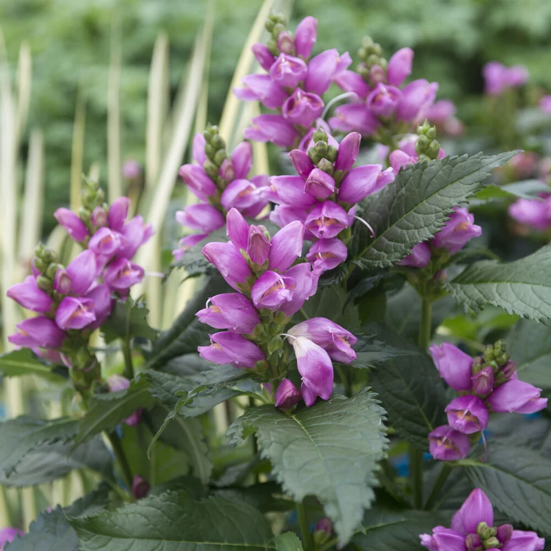 Schlangenkopf ‘Alba’