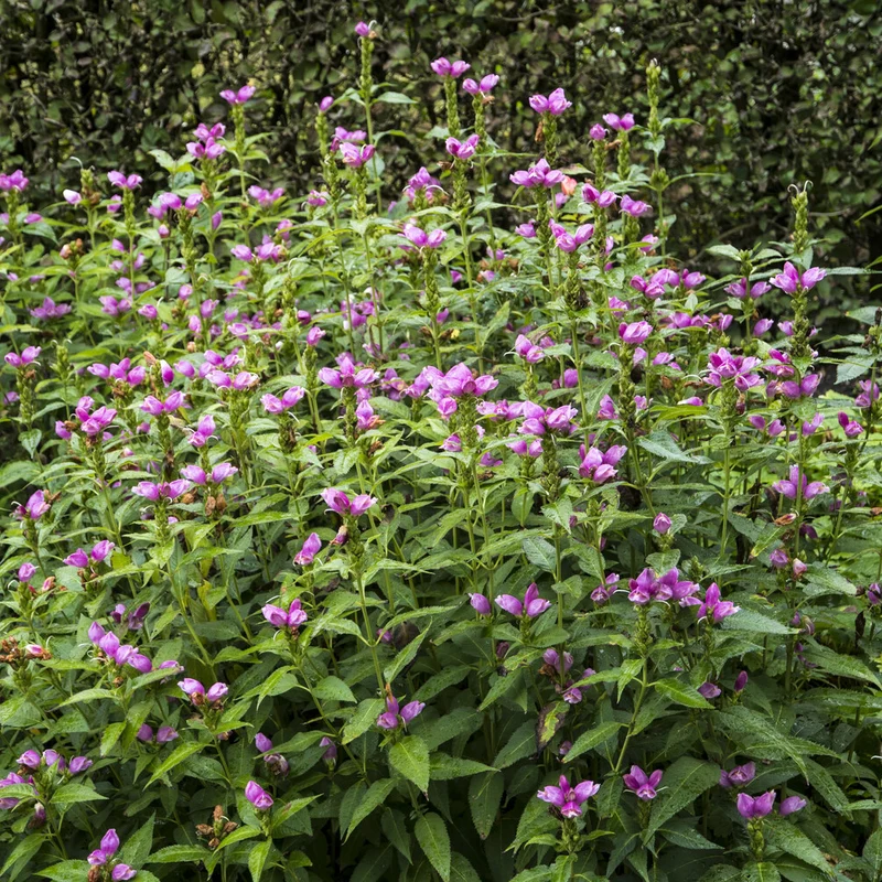 Schlangenkopf ‘Alba’