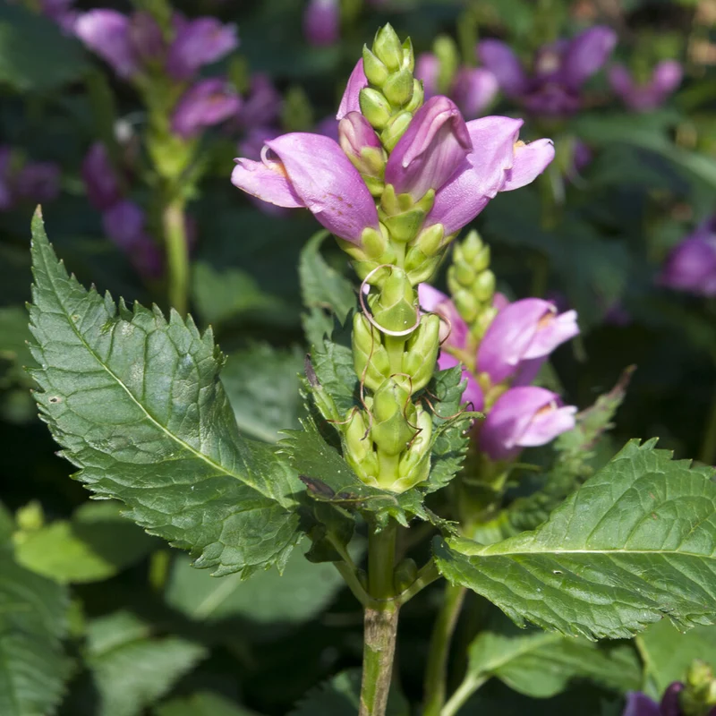Schlangenkopf ‘Alba’