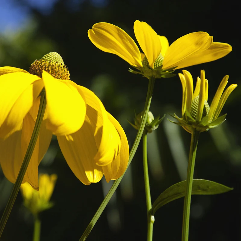 Sonnenhut ‘Herbstsonne’