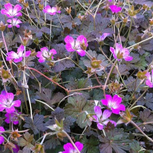 Storchschnabel ‘Orkney Cherry’