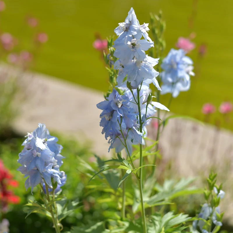 Verzweigter Rittersporn 'Cliveden Beauty'