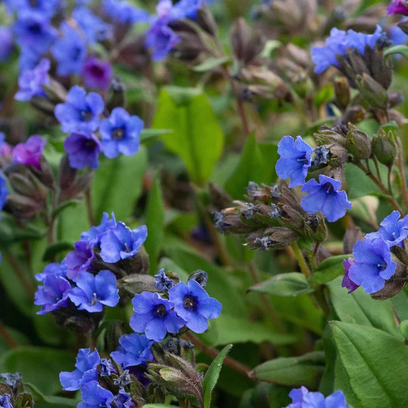 Lungenkraut 'Blue Ensign'