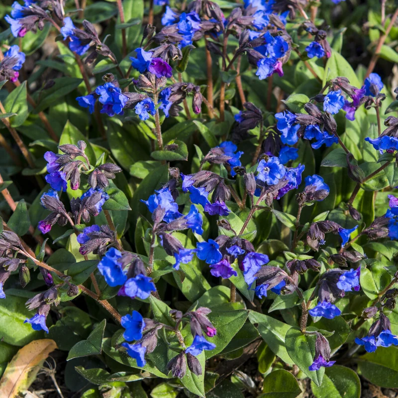 Lungenkraut 'Blue Ensign'