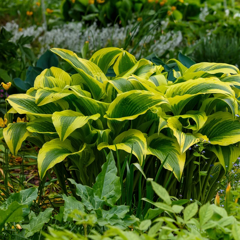 Funkie 'Queen Josephine'