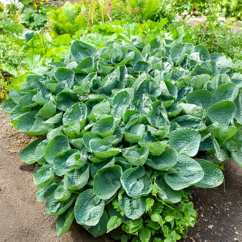 Hosta Big Daddy Funkia
