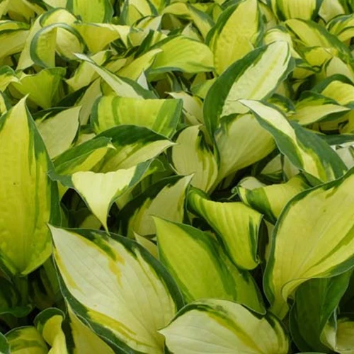 Hosta Color Festival Funkia