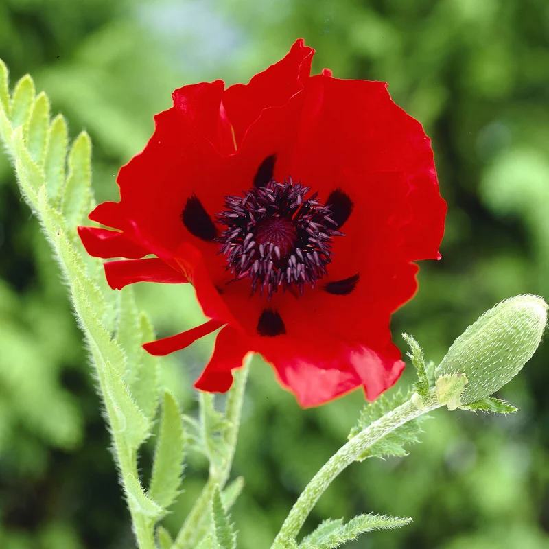 Orientalischer Mohn 'Beauty of Livermere'